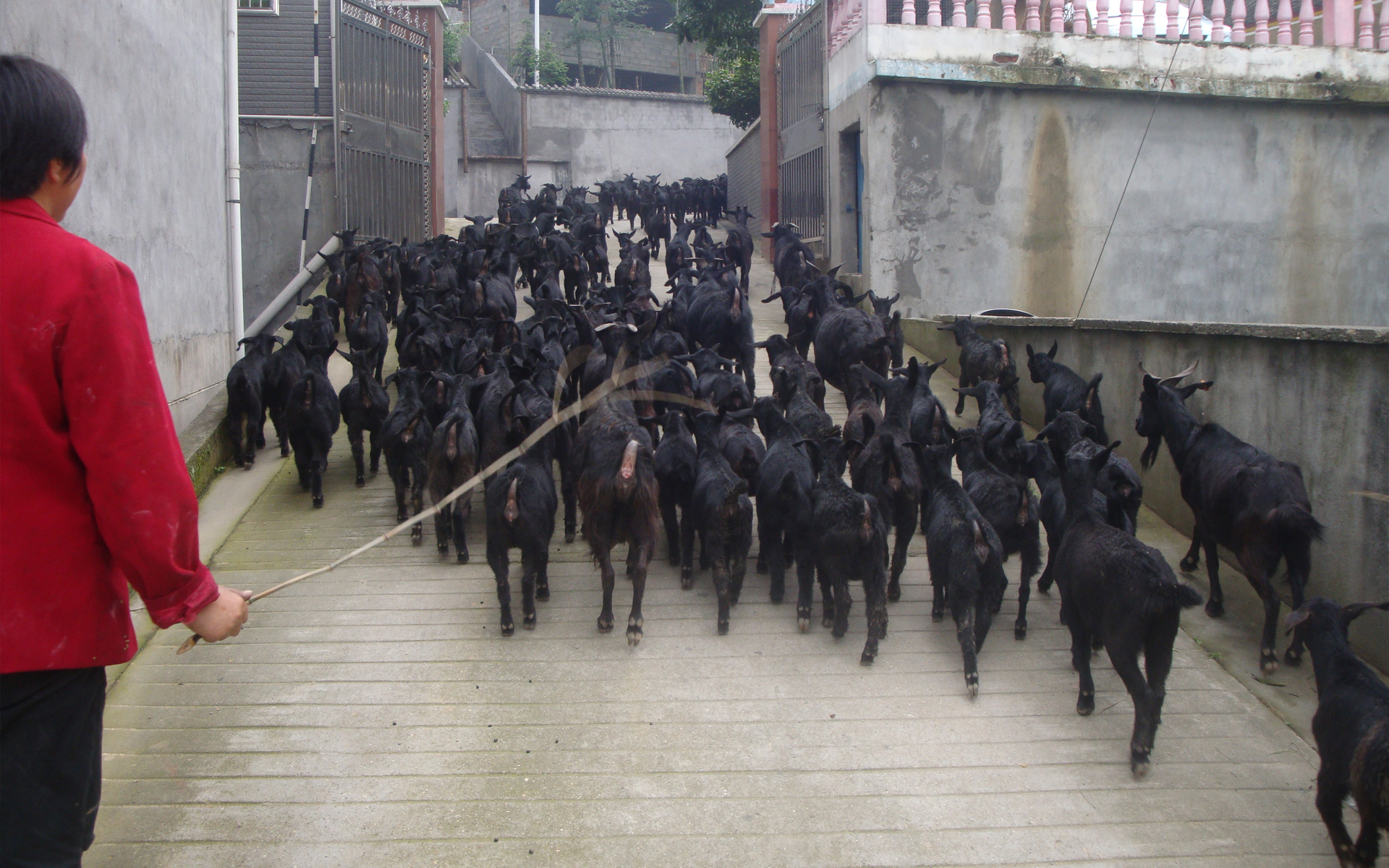 黑山羊養殖圖2